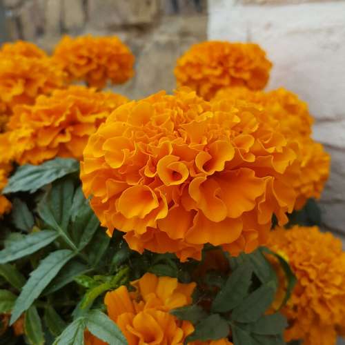 بذر گل جعفری پاکوتاه گل درشت