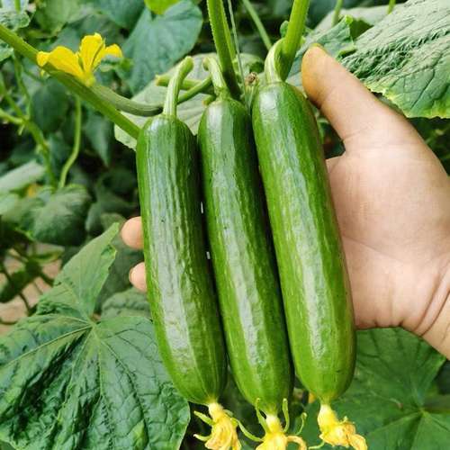 بذر خیار F1 فضای باز