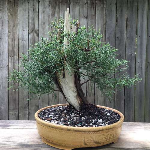 بونسای سرو نقره ای
