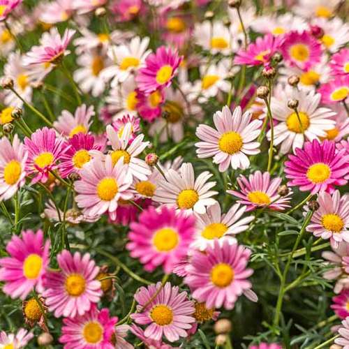 بذر عمده گل مارگریت