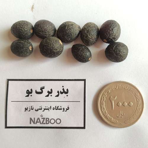 بذر برگ بو