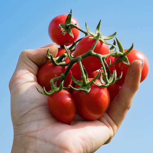 بذر گوجه رونده فیساچتو