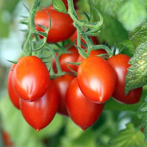 گوجه ایتالیایی فیساچتو