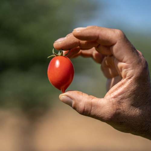 گوجه چری فیساچتو
