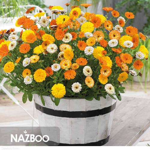 بذر گل همیشه بهار پاکوتاه