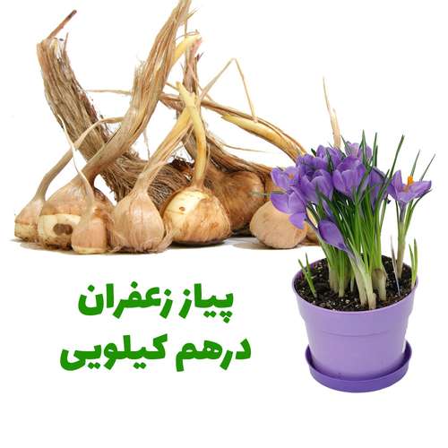 پیاز زعفران درهم کیلویی