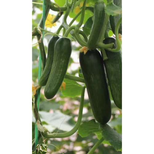 خیار مایورکا