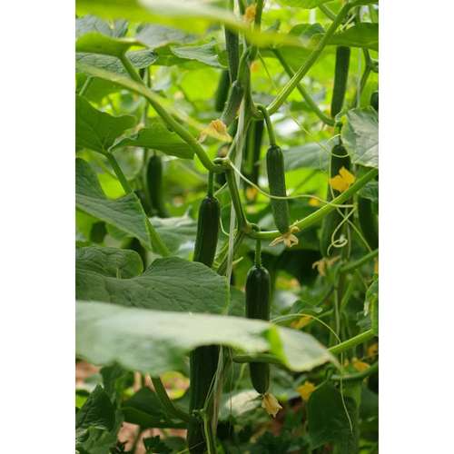خیار گلخانه ای بارمکس 505