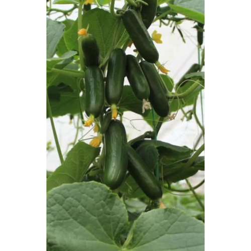 خیار گلخانه ای مایورکا
