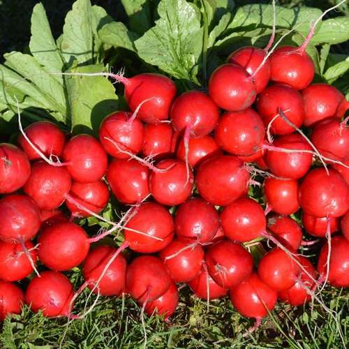بذر تربچه ویلمورین