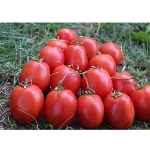 بذر گوجه فضای باز هیبرید تاماکس