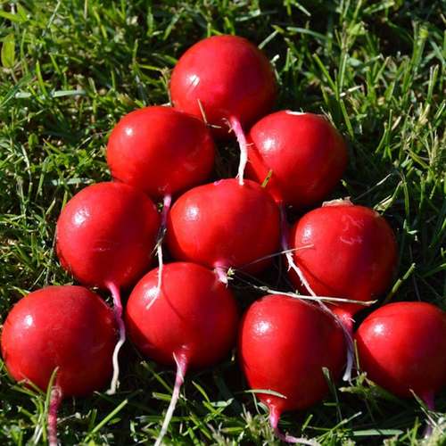 تربچه نقلی ویلمورین vilmorin radish tinto