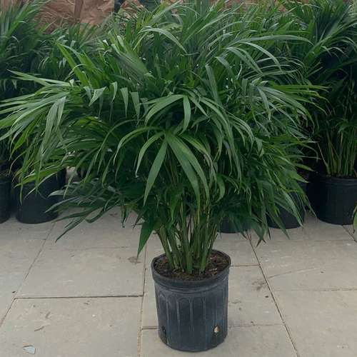 نخل گربه ای