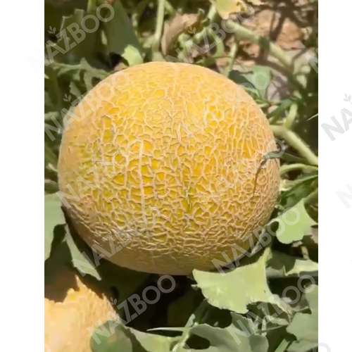 بذر ملون ARSAM