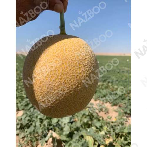 ملون آرسام