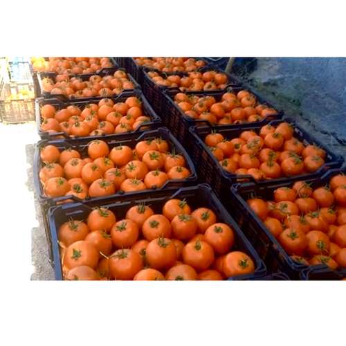 بذر گوجه هیبرید 8020