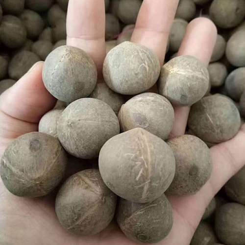 بذر نخل نارگیلی