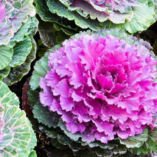 بذر عمده کلم زینتی پاکوتاه