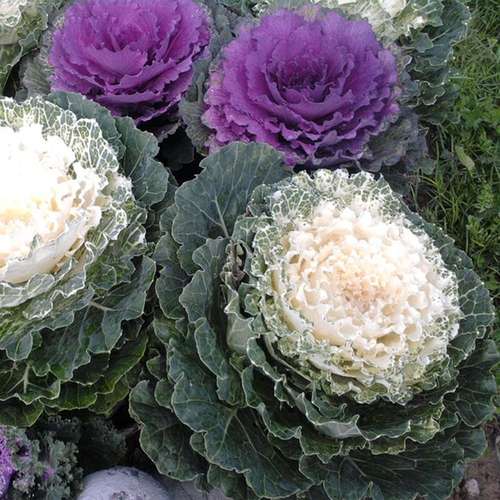 بذر عمده کلم زینتی پاکوتاه