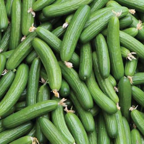 بذر خیار گلخانه ای نوبل هیبرید