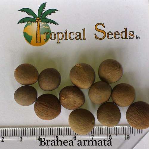 بذر نخل آبی مکزیکی