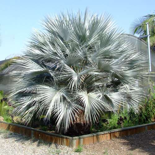 بذر نخل آبی مکزیکی بادبزنی