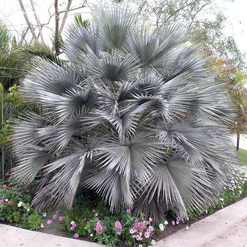 نخل آبی مکزیکی