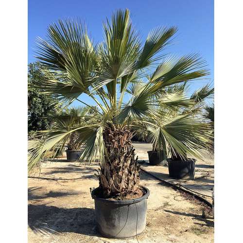 نخل مکزیکی آبی Mexican Blue Palm