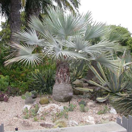 نخل مکزیکی بادبزنی