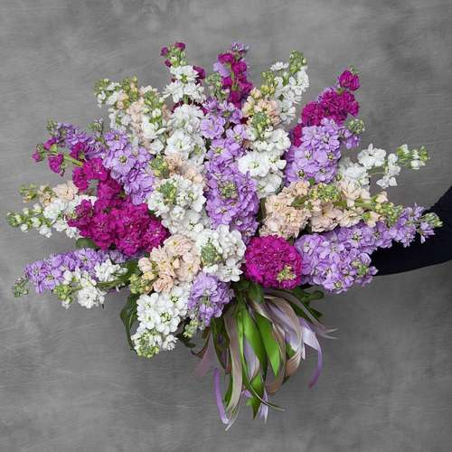 بذر عمده گل شب بو پرپر