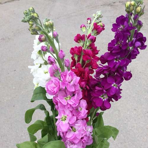 بذر گل شب بو پرپر