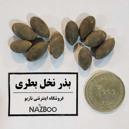 بذر نخل بطری