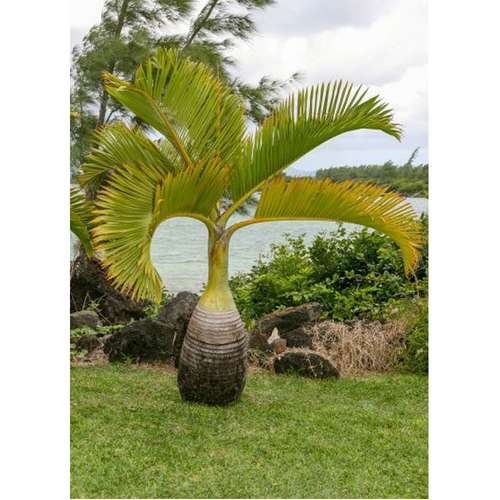 عکس نخل بطری bottle palm