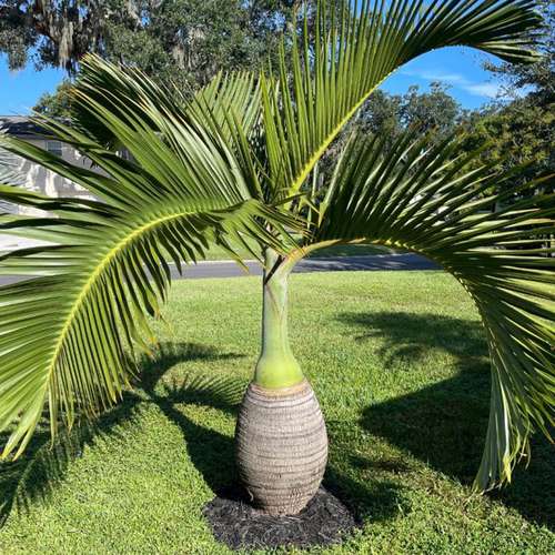 بذر نخل بطری