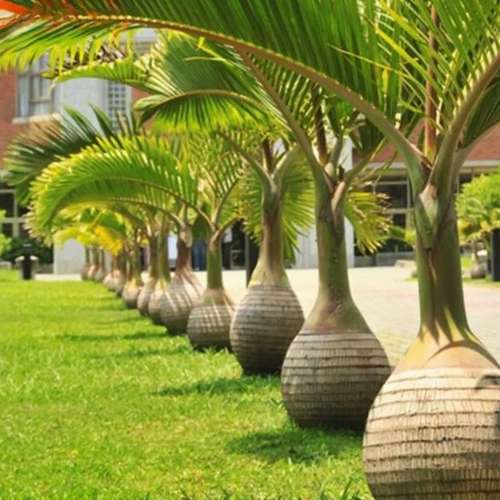 کاشت بذر نخل بطری