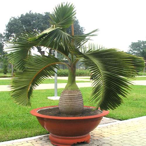 گلدان نخل بطری