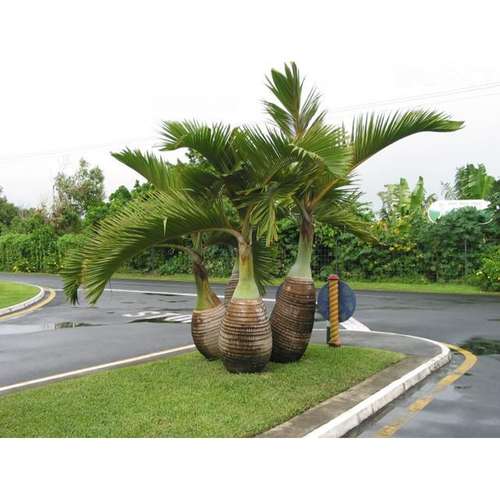 Hyophorbe lagenicaulis نخل بطری