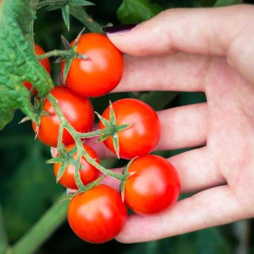 بذر گوجه گیلاسی گلخانه ای