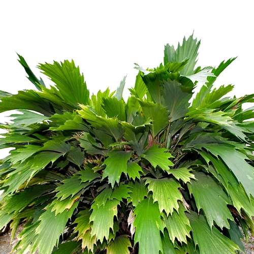 بذر نخل دم ماهی هوکر