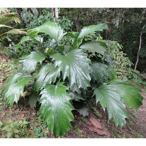 بذر Arenga hookeriana