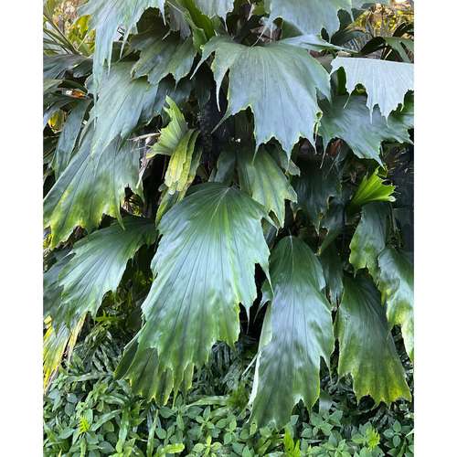 بذر Hooker fishtail palm