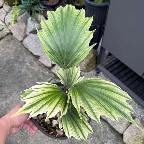 نخل دم ماهی هوکر