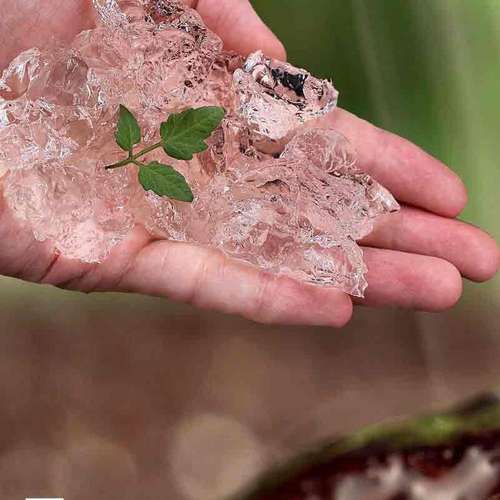 خرید سوپر جاذب کشاورزی