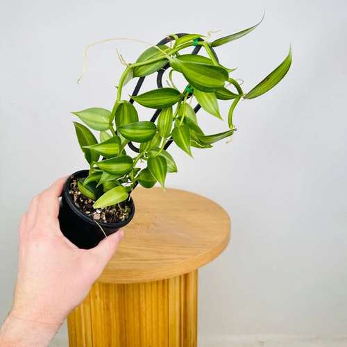 عکس وانیل ارکیده