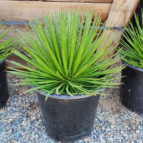 آگاو Agave geminiflora