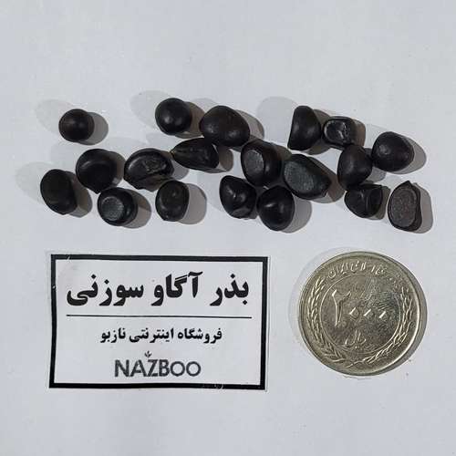 بذر آگاو سوزنی