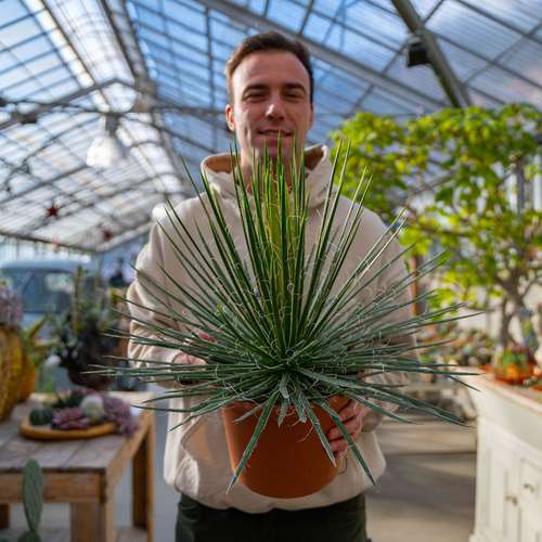 عکس آگاو سوزنی