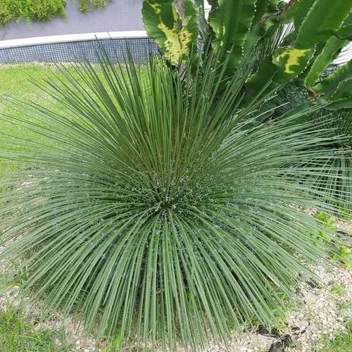 نگهداری گیاه آگاو