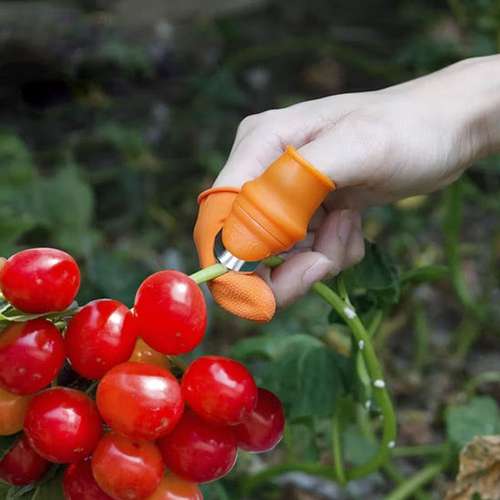 ناخن میوه چینی