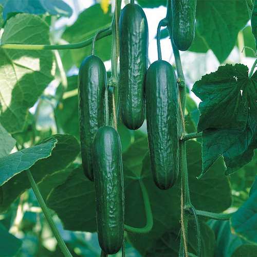 بذر خیار گلخانه ای هیبرید F1